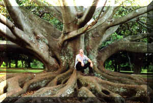 Fikus.jpg (254620 bytes)